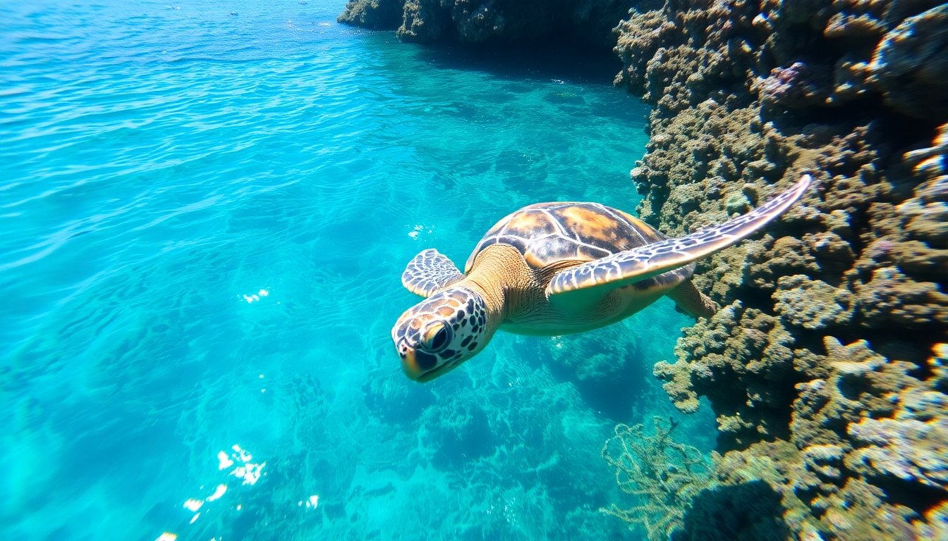 Tortuga Hicotea nadando en aguas cristalinas