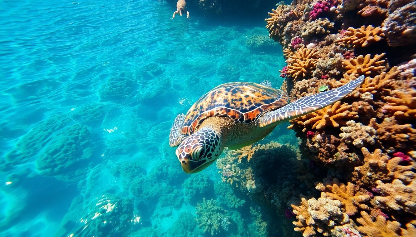 Tortuga Morrocoy en su hábitat natural